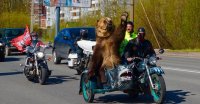Russian Bear In Motorcycle